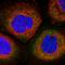 TMIE antibody, NBP1-84260, Novus Biologicals, Immunofluorescence image 