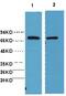 Heat Shock Protein Family A (Hsp70) Member 1 Like antibody, MA5-24381, Invitrogen Antibodies, Western Blot image 