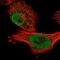 Ankyrin Repeat Domain 49 antibody, PA5-59131, Invitrogen Antibodies, Immunofluorescence image 