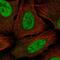 Mediator Complex Subunit 30 antibody, NBP2-58363, Novus Biologicals, Immunofluorescence image 