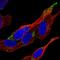 VPS37D antibody, HPA040978, Atlas Antibodies, Immunofluorescence image 
