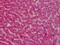 Alpha 2-HS Glycoprotein antibody, 51-864, ProSci, Immunohistochemistry paraffin image 