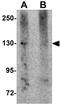 NLR Family Pyrin Domain Containing 5 antibody, GTX85158, GeneTex, Western Blot image 