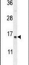 Small Proline Rich Protein 2A antibody, PA5-24249, Invitrogen Antibodies, Western Blot image 
