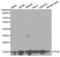 Peptidylprolyl Isomerase A antibody, abx000946, Abbexa, Western Blot image 