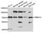 RNA Binding Motif Protein 14 antibody, MBS129229, MyBioSource, Western Blot image 