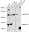 Angiomotin Like 2 antibody, GTX00661, GeneTex, Western Blot image 