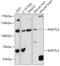 Angiomotin-like protein 2 antibody, GTX00661, GeneTex, Western Blot image 