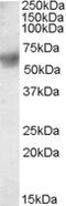 Protein Disulfide Isomerase Family A Member 3 antibody, 45-108, ProSci, Western Blot image 