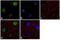 S-Phase Kinase Associated Protein 2 antibody, 51-1900, Invitrogen Antibodies, Immunofluorescence image 