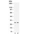 Glutathione S-Transferase Alpha 1 antibody, R31915, NSJ Bioreagents, Western Blot image 