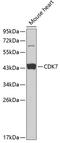 Cyclin Dependent Kinase 7 antibody, 16-807, ProSci, Western Blot image 
