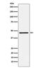 Fos-related antigen 2 antibody, M02615-2, Boster Biological Technology, Western Blot image 