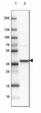 Syntaxin 16 antibody, NBP1-92467, Novus Biologicals, Western Blot image 