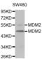 MDM2 Proto-Oncogene antibody, abx000690, Abbexa, Western Blot image 