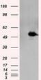 MTOR Associated Protein, Eak-7 Homolog antibody, MA5-25070, Invitrogen Antibodies, Western Blot image 