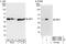 Proliferation-Associated 2G4 antibody, NBP1-71840, Novus Biologicals, Western Blot image 