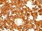 CD63 Molecule antibody, MBS438072, MyBioSource, Immunohistochemistry paraffin image 