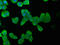 Keratin 20 antibody, CSB-PA012536LA01HU, Cusabio, Immunofluorescence image 