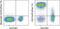 CD5 Molecule antibody, 46-0059-42, Invitrogen Antibodies, Flow Cytometry image 