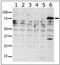 P21 (RAC1) Activated Kinase 6 antibody, PA5-15122, Invitrogen Antibodies, Western Blot image 