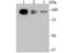 Transportin 3 antibody, NBP2-75685, Novus Biologicals, Western Blot image 