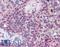 Karyopherin Subunit Beta 1 antibody, LS-B2533, Lifespan Biosciences, Immunohistochemistry frozen image 