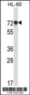 RNA Binding Motif Protein 39 antibody, 57-490, ProSci, Western Blot image 