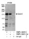 SAM And SH3 Domain Containing 1 antibody, NBP1-26651, Novus Biologicals, Immunoprecipitation image 