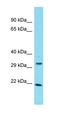 Fucose Mutarotase antibody, orb326889, Biorbyt, Western Blot image 