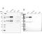 Non-SMC Condensin I Complex Subunit H antibody, NBP1-88346, Novus Biologicals, Western Blot image 