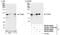 Elongin A antibody, NB100-40834, Novus Biologicals, Western Blot image 