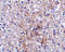 TNF Receptor Associated Factor 2 antibody, 3663, ProSci, Immunohistochemistry frozen image 