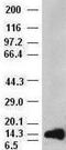 Fibroblast Growth Factor 1 antibody, NBP1-47748, Novus Biologicals, Western Blot image 