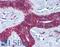 Cathepsin V antibody, LS-B6123, Lifespan Biosciences, Immunohistochemistry paraffin image 