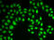 RAD17 Checkpoint Clamp Loader Component antibody, LS-C334011, Lifespan Biosciences, Immunofluorescence image 