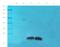 CD83 Molecule antibody, GTX37446, GeneTex, Western Blot image 