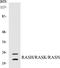 Ras antibody, EKC1495, Boster Biological Technology, Western Blot image 