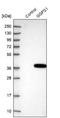 Geranylgeranyl Diphosphate Synthase 1 antibody, NBP1-83368, Novus Biologicals, Western Blot image 