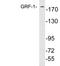 Glucocorticoid receptor DNA-binding factor 1 antibody, LS-C199874, Lifespan Biosciences, Western Blot image 