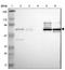 CCR4-NOT Transcription Complex Subunit 4 antibody, NBP1-84439, Novus Biologicals, Western Blot image 