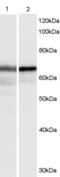 HEXIM P-TEFb Complex Subunit 1 antibody, PA5-18434, Invitrogen Antibodies, Western Blot image 