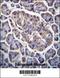 Glycerol-3-Phosphate Dehydrogenase 2 antibody, 56-468, ProSci, Immunohistochemistry frozen image 