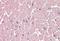 Rho Guanine Nucleotide Exchange Factor 17 antibody, NBP1-77314, Novus Biologicals, Immunohistochemistry paraffin image 