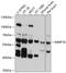 Matrix Metallopeptidase 16 antibody, 13-634, ProSci, Western Blot image 