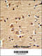 Engrailed Homeobox 2 antibody, 62-926, ProSci, Immunohistochemistry paraffin image 