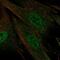 Ceramide Kinase Like antibody, NBP2-58304, Novus Biologicals, Immunofluorescence image 