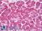 Ribosomal Protein S19 Binding Protein 1 antibody, LS-C211005, Lifespan Biosciences, Immunohistochemistry frozen image 