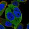 N-Deacetylase And N-Sulfotransferase 2 antibody, HPA051515, Atlas Antibodies, Immunocytochemistry image 