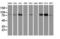 Signal Transducer And Activator Of Transcription 5A antibody, LS-B9406, Lifespan Biosciences, Western Blot image 